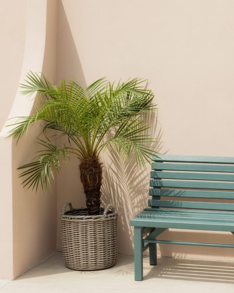 Indoor palm plant in woven basket